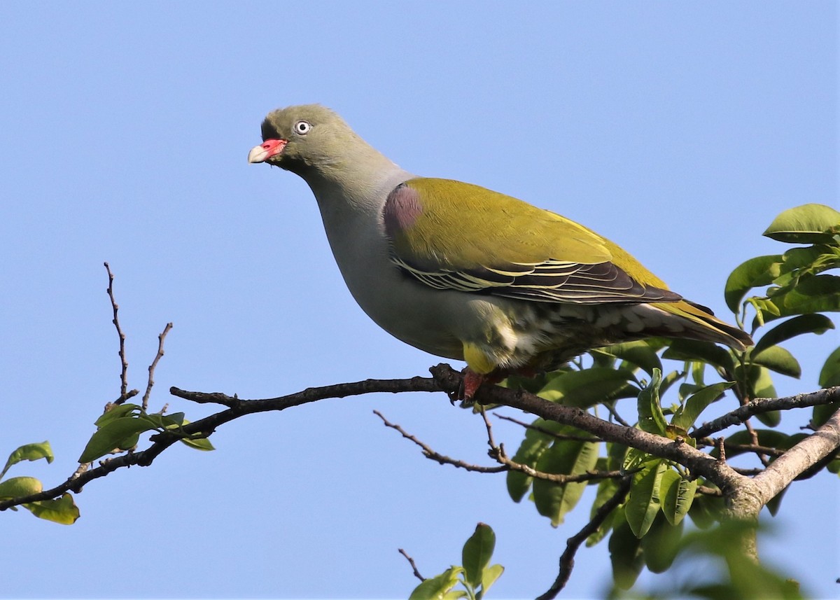 African Green-Pigeon - ML378723311