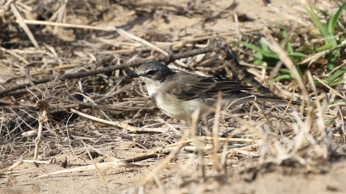 Cape Wagtail - ML378724311
