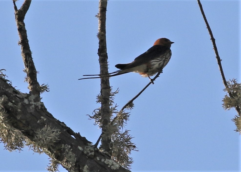 Lesser Striped Swallow - ML378725221
