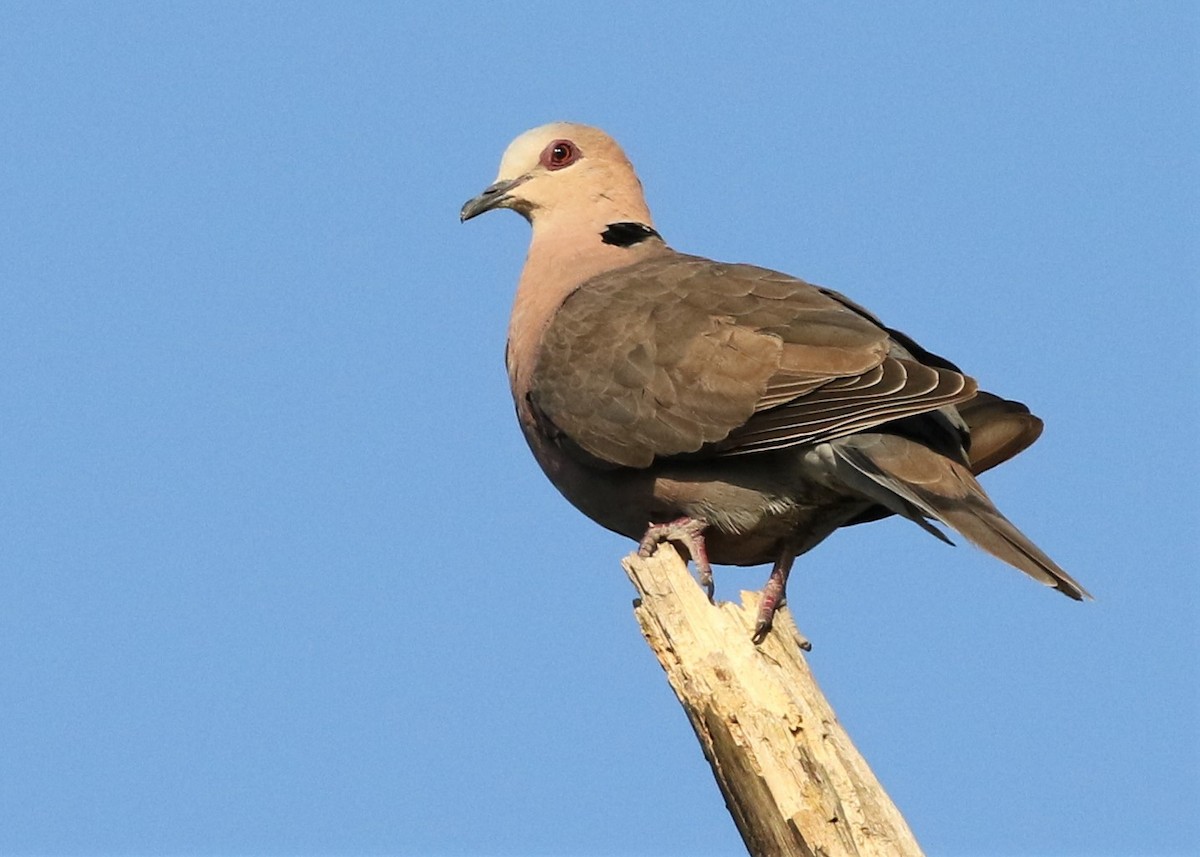 Red-eyed Dove - ML378725971