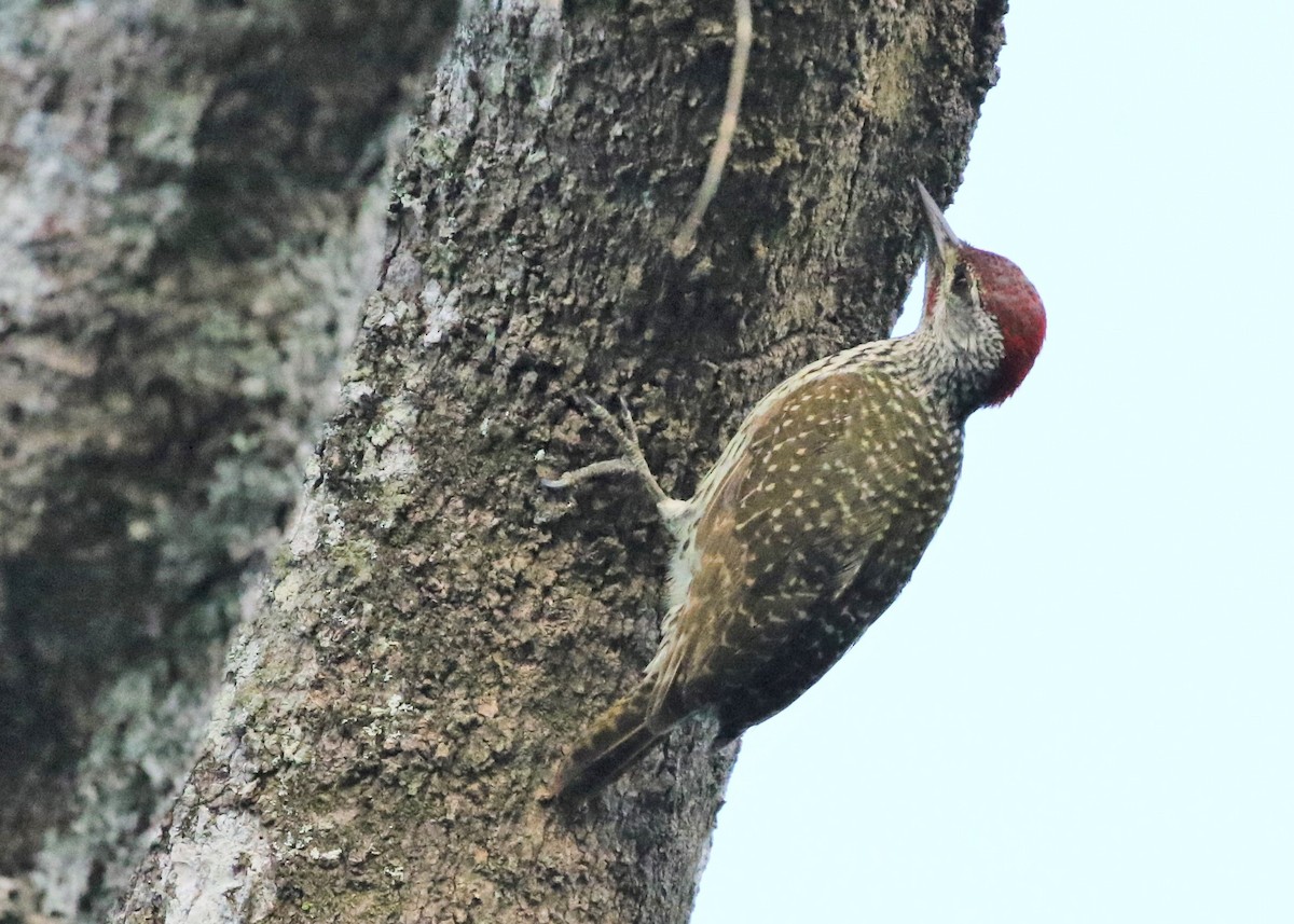 Golden-tailed Woodpecker - ML378728071