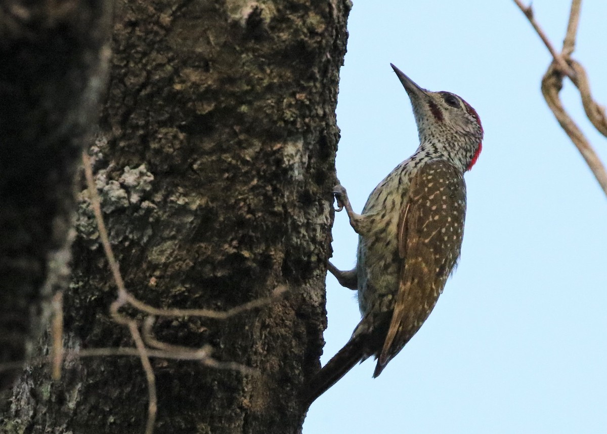 Golden-tailed Woodpecker - ML378728081