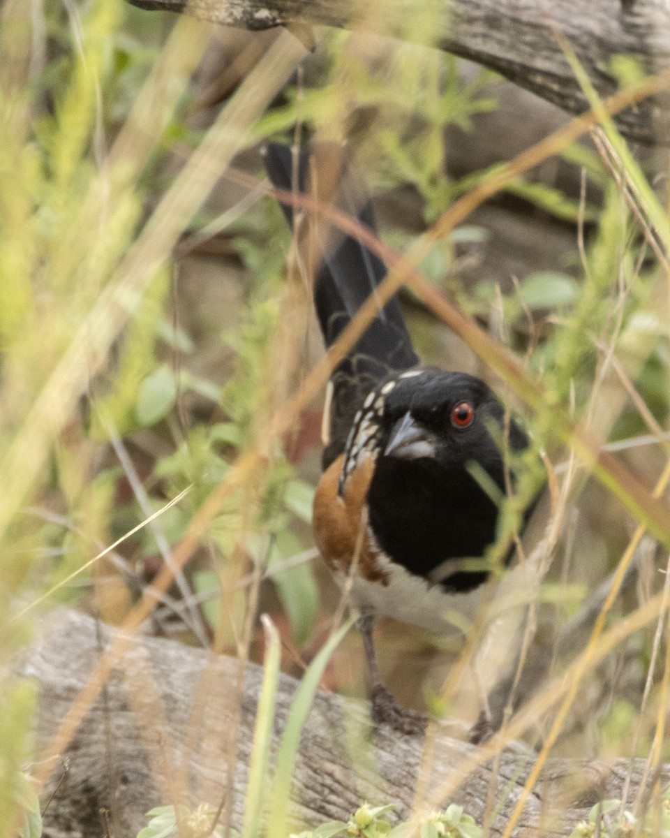 Spotted Towhee - ML378728331