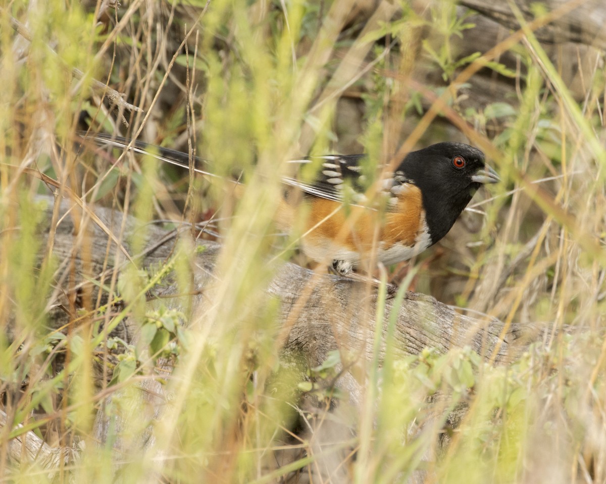 Spotted Towhee - ML378728751