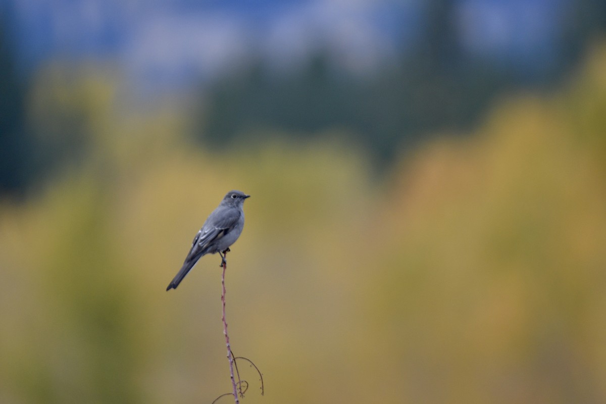 Townsend's Solitaire - ML378729401