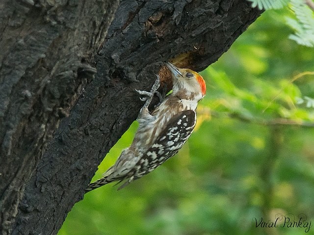 Yellow-crowned Woodpecker - ML378730571