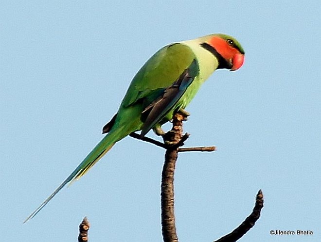 Long-tailed Parakeet (Andaman) - ML378731741