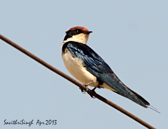 Wire-tailed Swallow - ML378733221