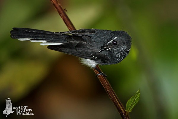 Spotted Fantail - ML378733361