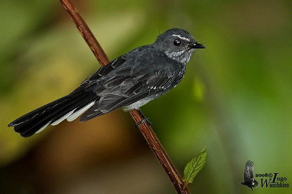 Spotted Fantail - ML378733381