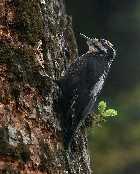 Eurasian Three-toed Woodpecker (Dark-bodied) - Jun Tang