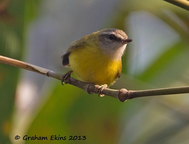 Yellow-bellied Warbler - Graham Ekins