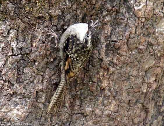 Bar-tailed Treecreeper - Devashish Deb