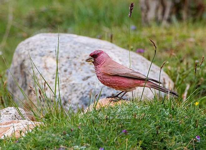 Great Rosefinch (Spotted) - ML378743911