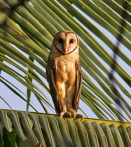 Sulawesi Masked-Owl - ML378744191