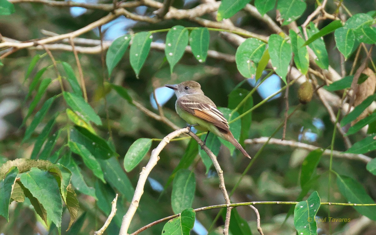 Brown-crested Flycatcher - Paul Tavares