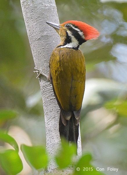 Olive-backed Woodpecker - ML378744991