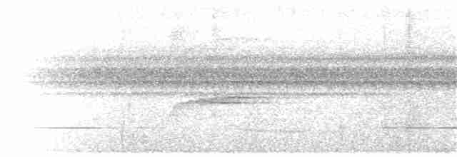 Weißflanken-Ameisenschlüpfer - ML378748551