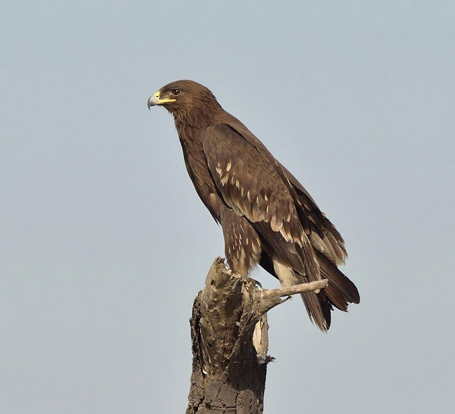 Greater Spotted Eagle - ML378749411