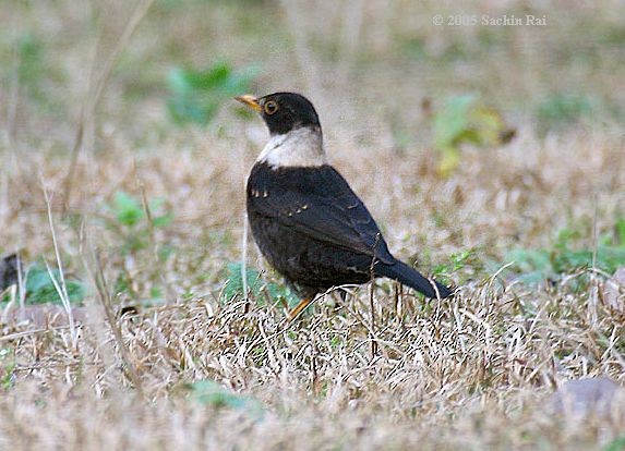 White-collared Blackbird - Sachin Rai