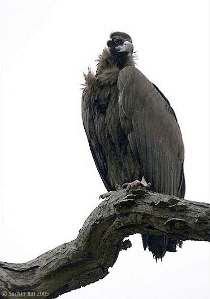 Cinereous Vulture - ML378750171