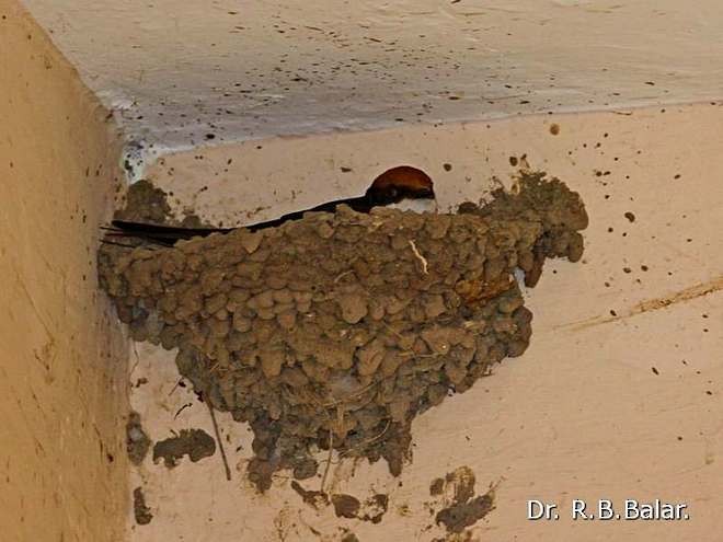 Wire-tailed Swallow - Dr. Raghavji Balar