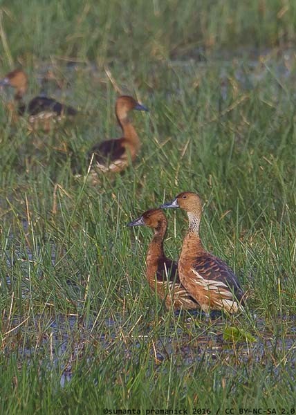 Fulvous Whistling-Duck - ML378752581