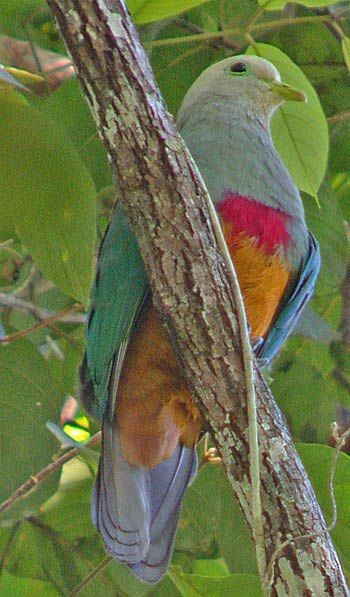 Scarlet-breasted Fruit-Dove - ML378756851