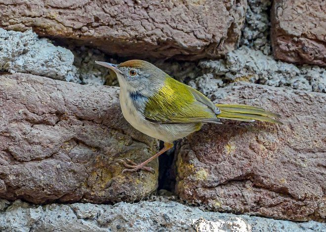 Common Tailorbird - Nikhil Devasar