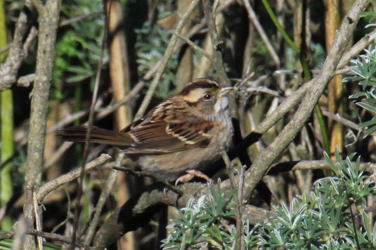 White-throated Sparrow - mario balitbit