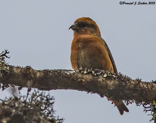 Red Crossbill (Himalayan) - ML378758301