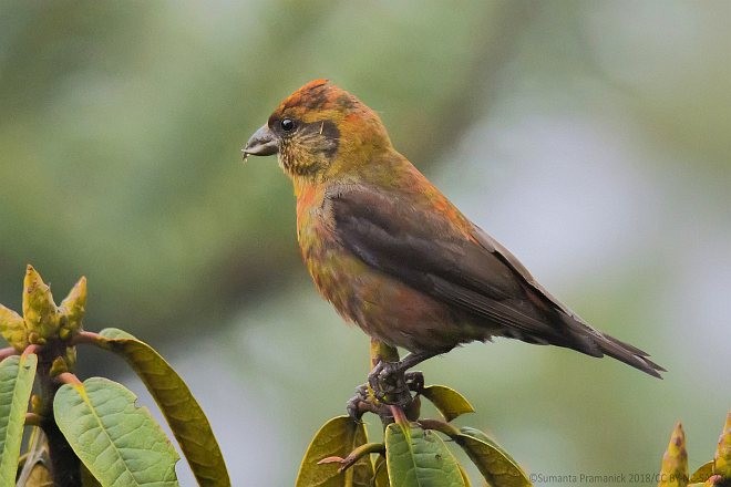 Red Crossbill (Himalayan) - ML378761961