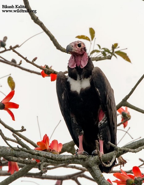 Red-headed Vulture - ML378762741