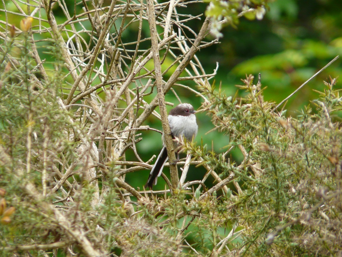 Long-tailed Tit - Bill Crins