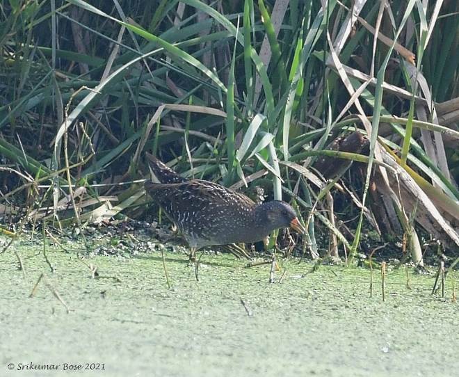 Spotted Crake - ML378767261