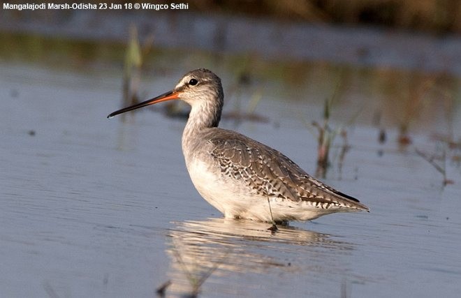 Spotted Redshank - ML378767361