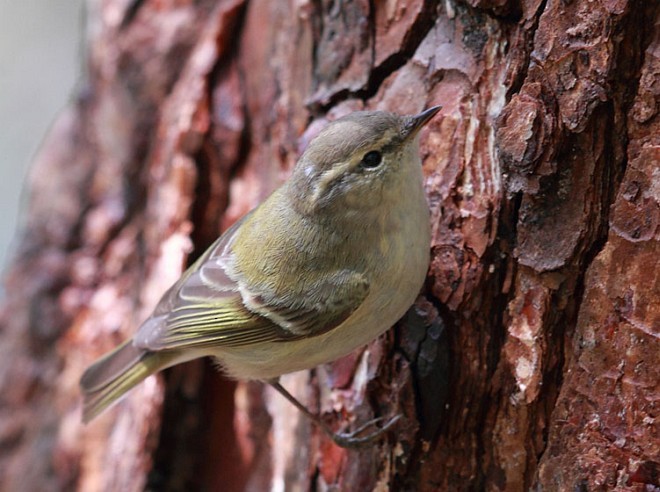Hume's Warbler - ML378770581