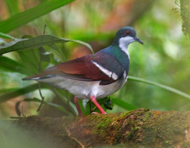 Negros Bleeding-heart - Edward Vercruysse