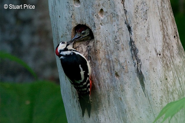 Great Spotted Woodpecker (japonicus) - ML378772371