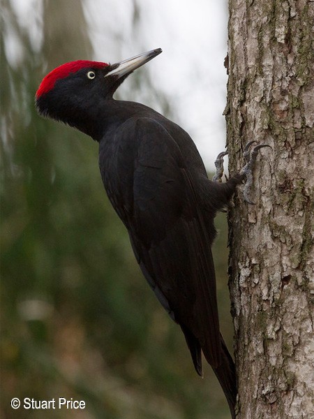 Black Woodpecker - Stuart Price