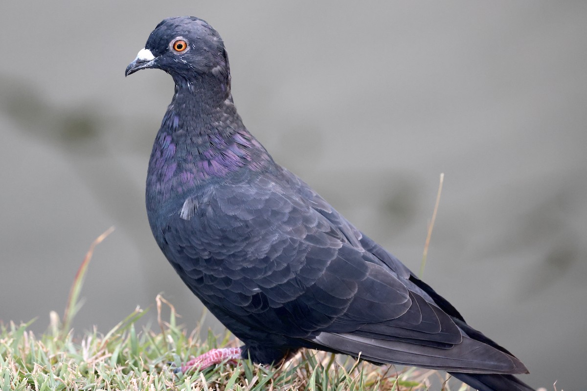 Rock Pigeon (Feral Pigeon) - ML378775191