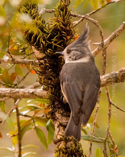 Gray-crested Tit - ML378776411