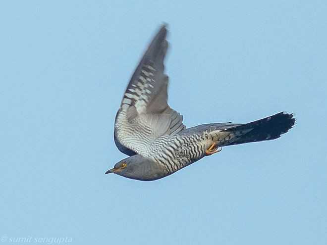 Common Cuckoo - Sumit  Sengupta