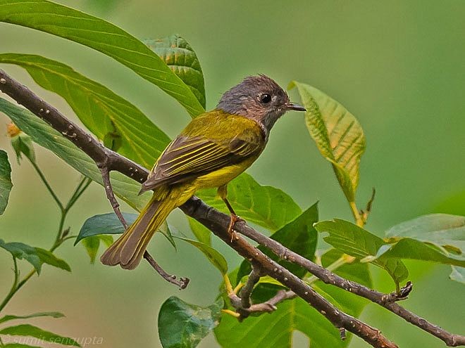 Gray-headed Canary-Flycatcher - Sumit  Sengupta
