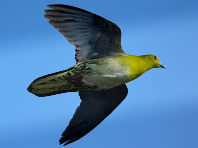 White-bellied Green-Pigeon - ML378783631