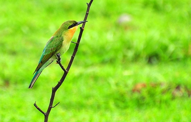 Blue-tailed Bee-eater - ML378783871