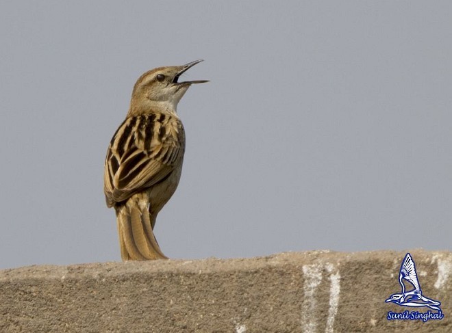 Striated Grassbird - Sunil Singhal