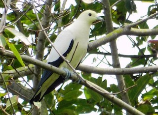 Pied Imperial-Pigeon, ML378787231