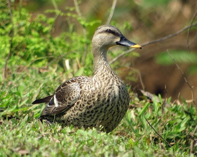 Indian Spot-billed Duck - ML378788371
