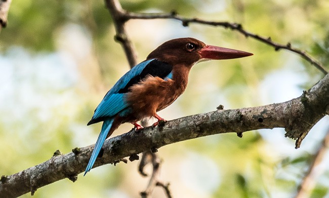 Brown-breasted Kingfisher - ML378789821
